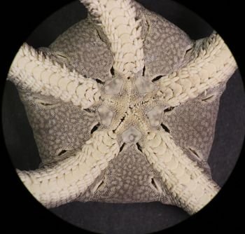 Media type: image; Invertebrate Zoology OPH-6150